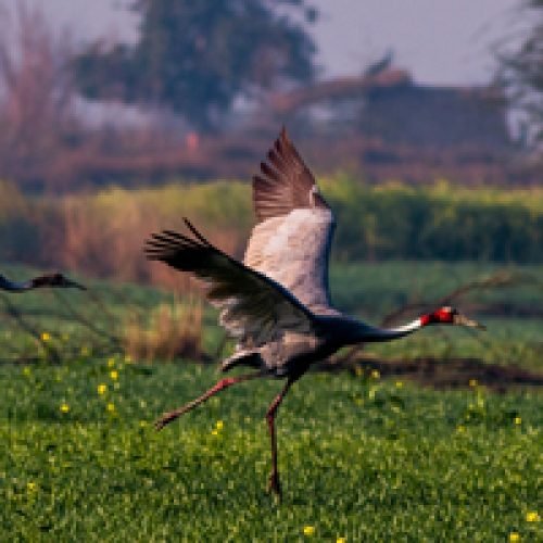birds-of-dudhwa
