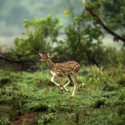 dudhwa-forest-tour